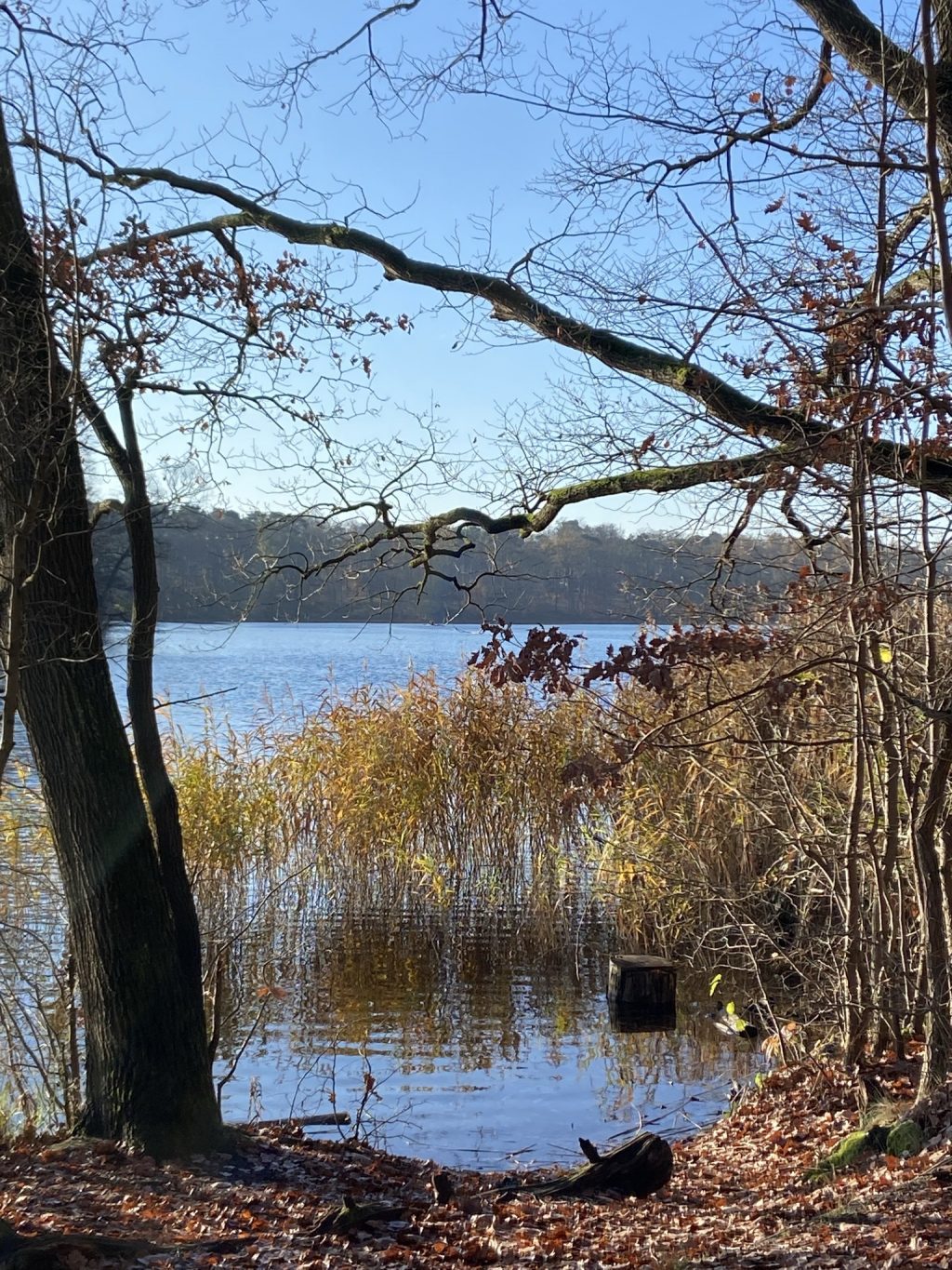 Bei strählendem Sonnenschein ging es auch in diesem Jahr einmal um den Schlachtensee.